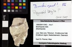 Foto (Objket + Etiketten) von Brachiopoda indet. 